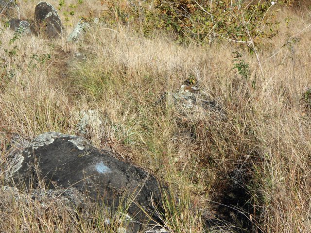 Une portion de sentier du Grand Coude dans les herbes