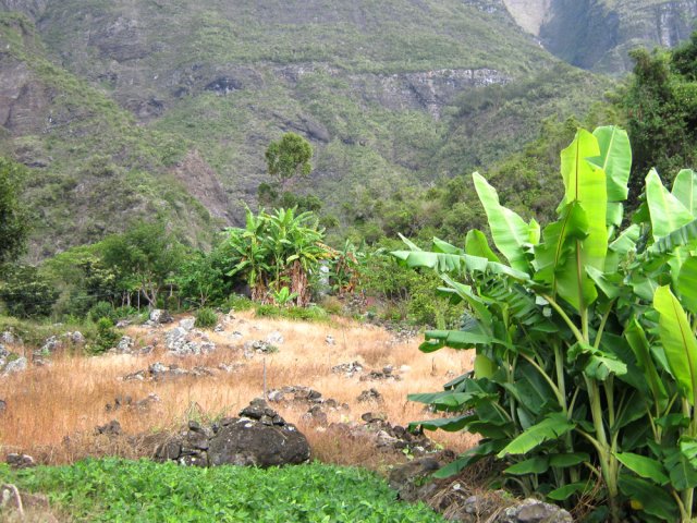 L'îlet du Grand Coude est le seul de la région à être encore cultivé
