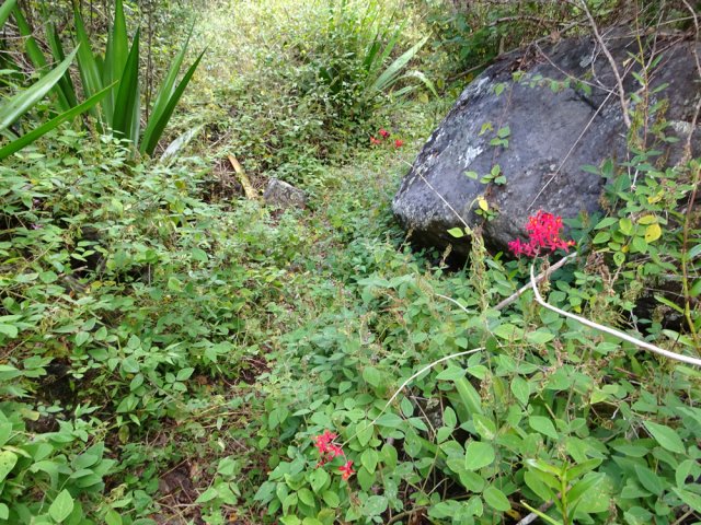 Le sentier officiel vers l'aval du bras