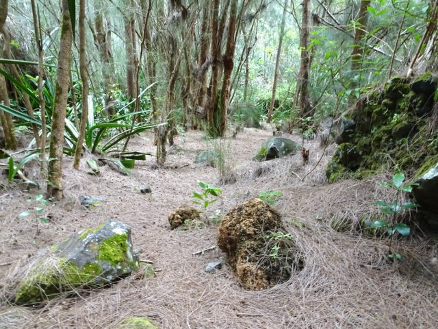 Une agréable portion du sentier balisé sous les filaos