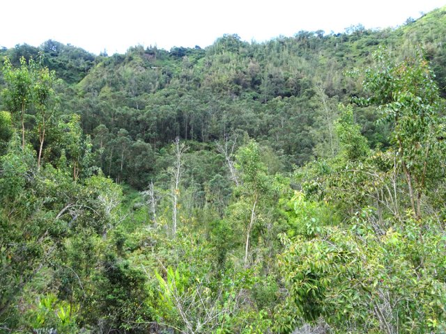 Eucalyptus et filaos occupent le rempart en rive gauche