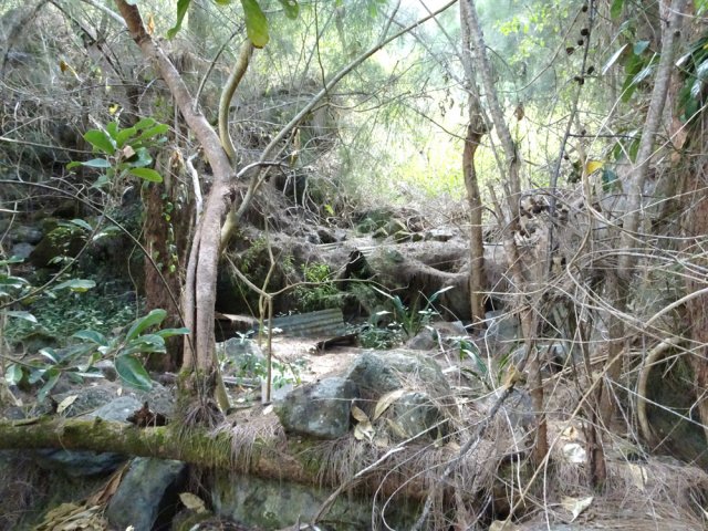 Un vestige de vie en bien mauvais état sur le bord du plateau