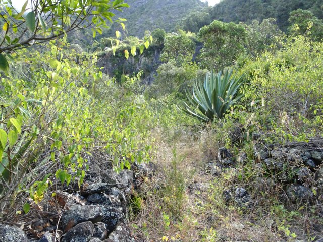 Le sentier lorsqu'il n'est pas entretenu