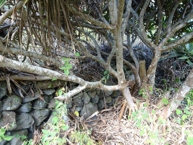 Un pandanus le long d'un mur près de la fin du sentier officiel