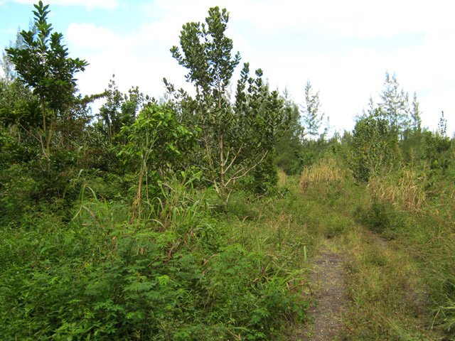 La piste herbeuse en direction de l'océan
