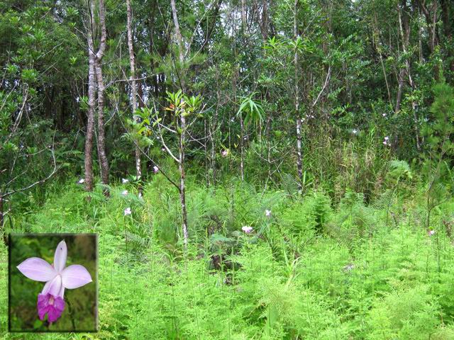 Le champ d'orchidées, fin de la partie de plaisir