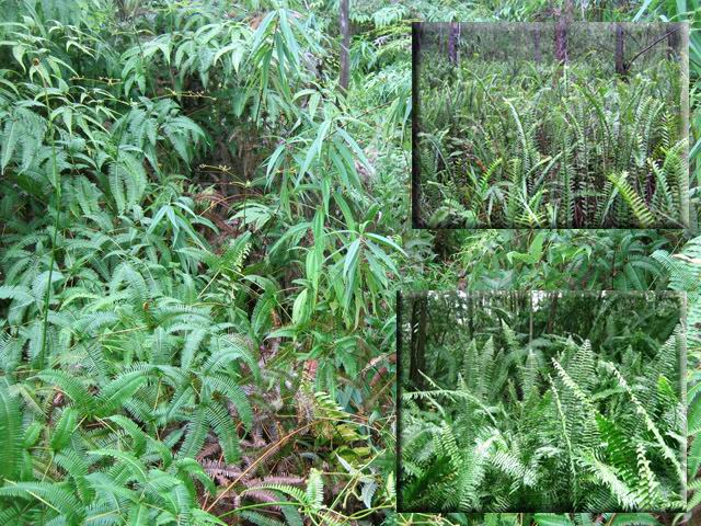 Trois espèces différentes de fougères