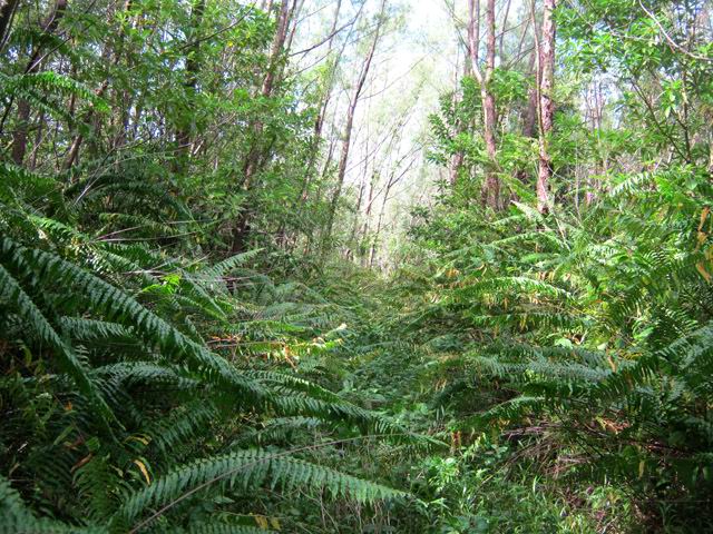 Le sentier dans les fougères après les orchidées ; songer au demi-tour