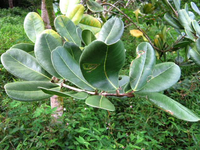 Takamakas dans la descente vers le Quai Neuf