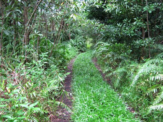 Le chemin carrossable vers le Quai Neuf