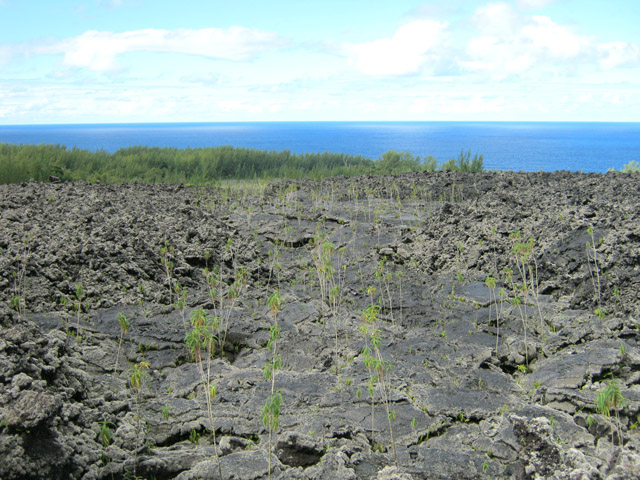 Vue sur la mer et la végétation naissante