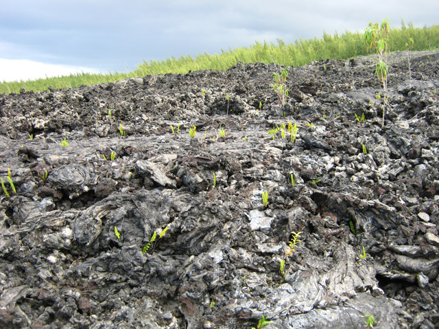 Vue sur la forêt de filaos et la végétation naissante
