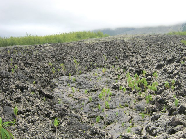 Ces vestiges sont entourés surtout de gratons