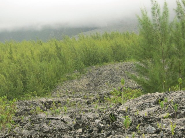 Les filaos recouvriront bientôt touts la zone