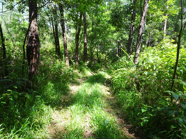 La forêt devient touffue
