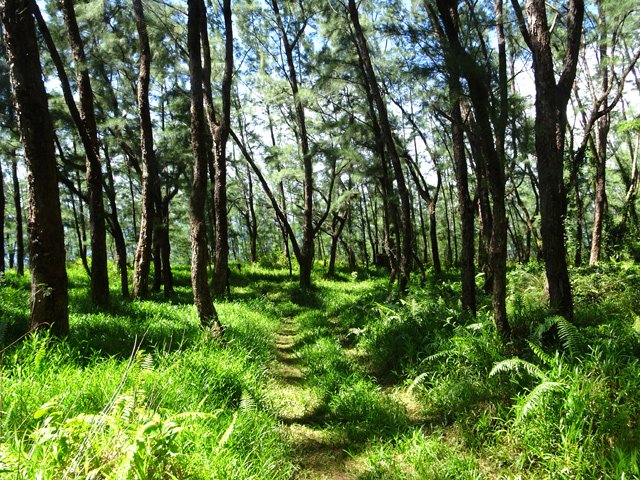 Vers la plage, les filaos sont très nombreux