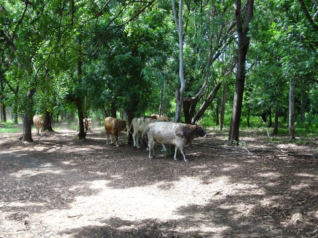 Les bœufs Moka surgissant du Chemin Casiers pour se rendre au pâturage