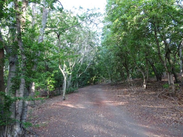 Le très large parcours sportif qui ondule en sous-bois