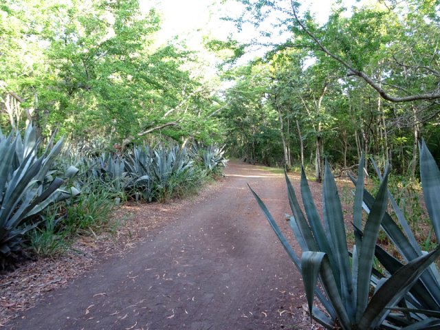 Les pistes sont parfois bordées de chocas bleus