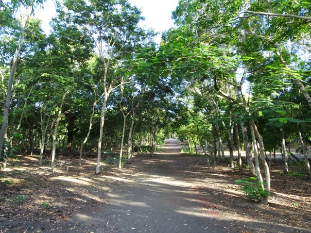 Longues allées bordées de cassias de Siam
