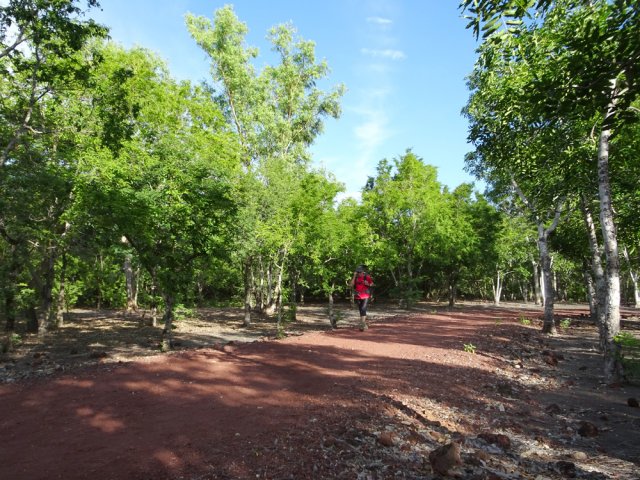 D'autres sont recouvertes de laves rouges concassées