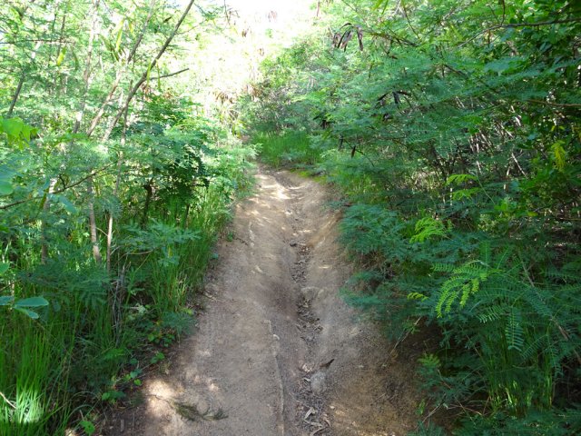 Court sentier usé par les pneus de VTT