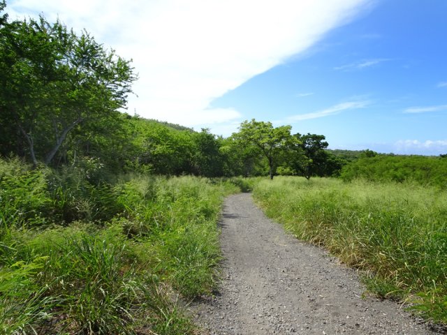 Le chemin longeant la RN1, cachée par de hautes haies