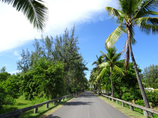 La rue Mary Guy Hoareau bordée de cocotiers et de filaos