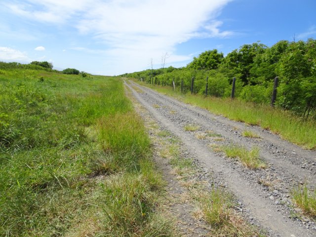 Plus aucun arbre pour marcher à l'ombre