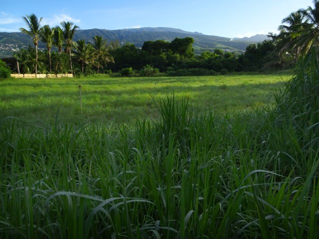Une des nombreuses prairies du circuit