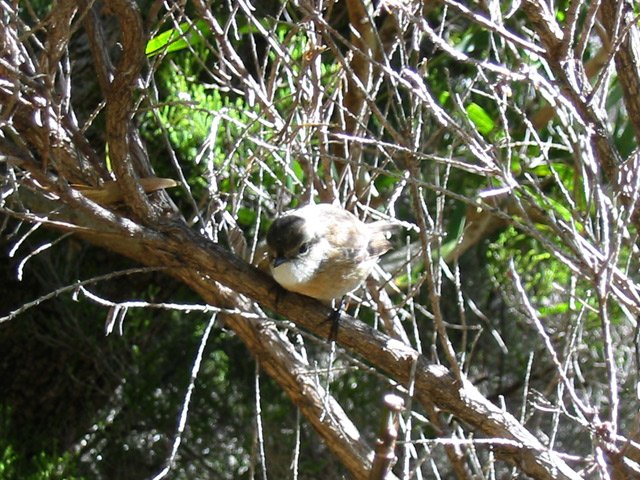 Les tec tec apprécient de plus en plus la solitude de la descente