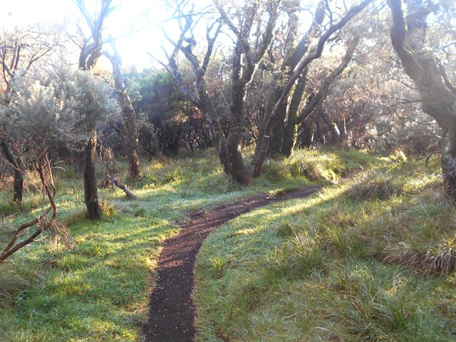 Traversée d'un bois de tamarins