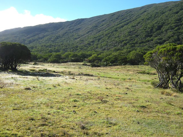 Les prairies s'envahiront petit à petit de branles verts