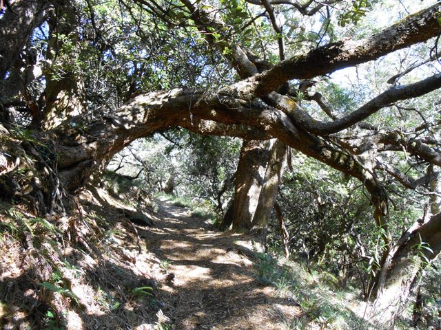 Arche végétale créée par un tamarin à demi tombé