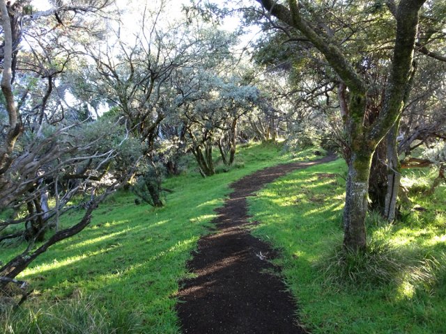 Marche presque à plat sous les petits tamarins