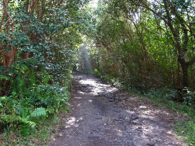 La piste est facultative mais agréable entre vanille et goyaviers