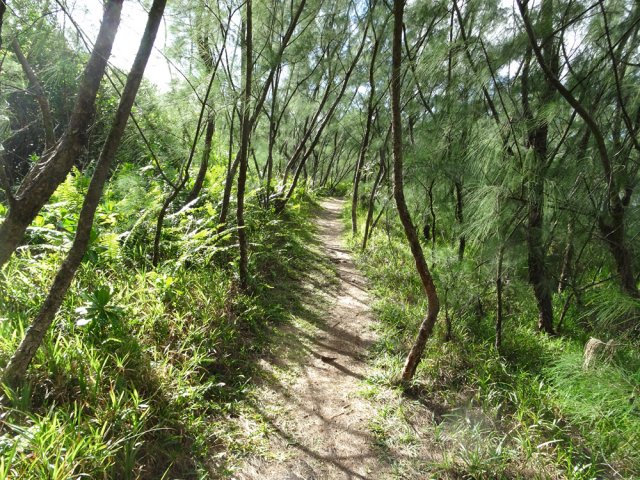 Poursuivre sur la boucle par un joli sentier verdoyant et ombragé