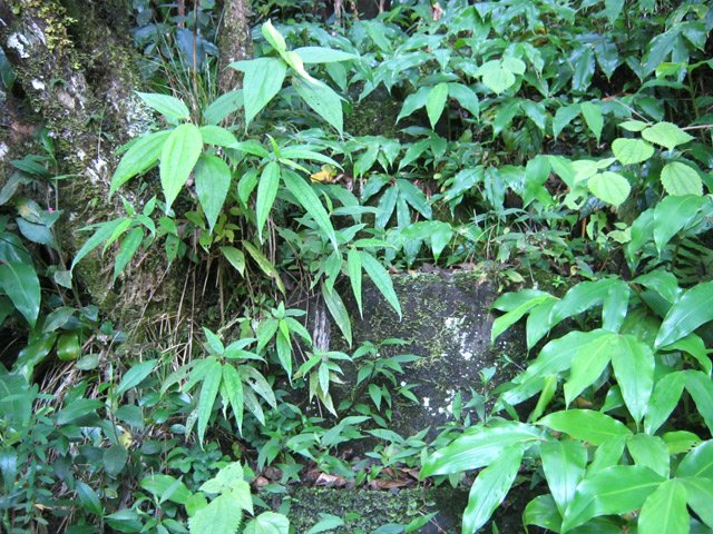 Le même un peu plus bas