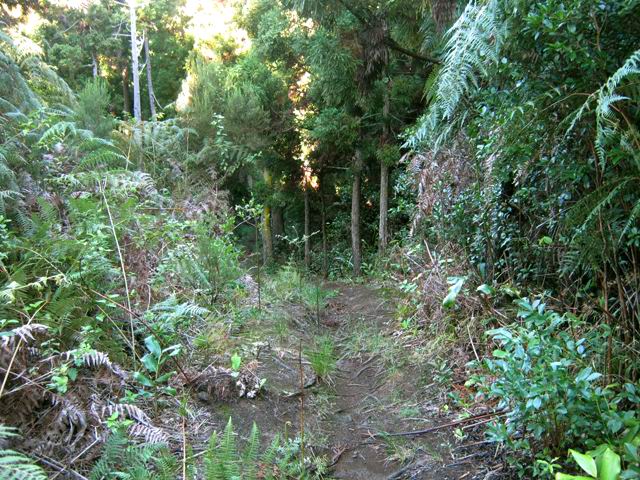 Le sentier qui mène à l'Îlet du Noir Mort