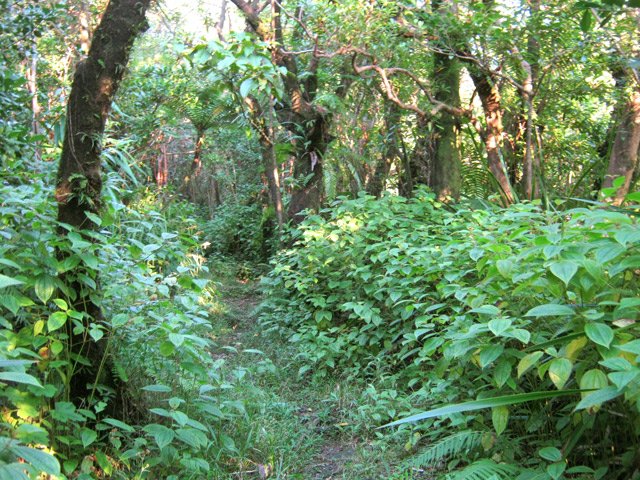 Début assez plat dans les bois de couleurs