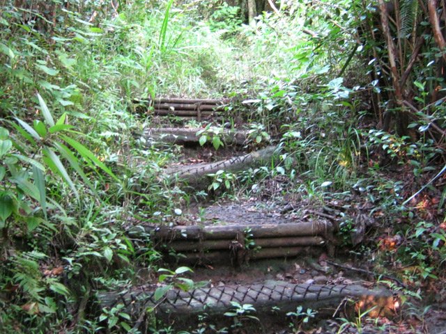 Des escaliers qui se couvrent petit à petit d'herbes