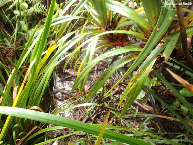 Certaines disparaissent presque dans la végétation