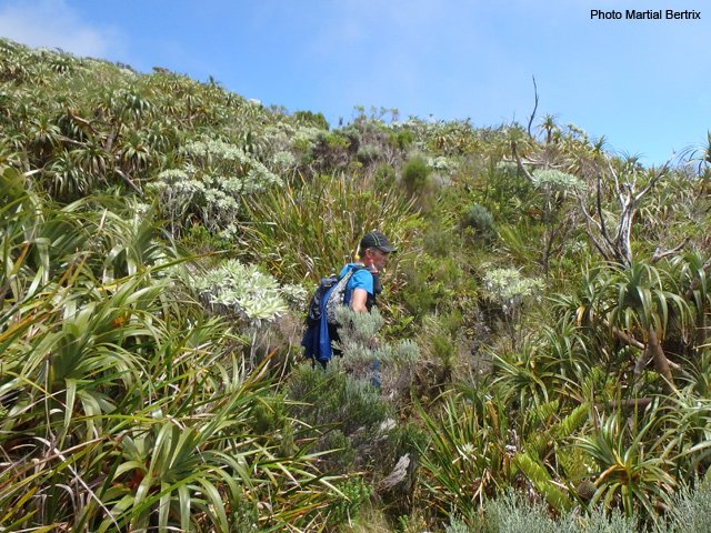 Coup d’œil sur la végétation dans une trouée de la montée