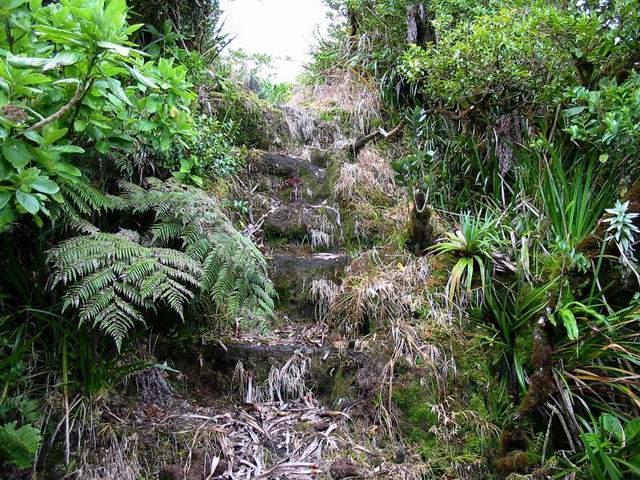Le sentier vers la Ravine Pont Rouge, glissant, escarpé, très souvent détrempé