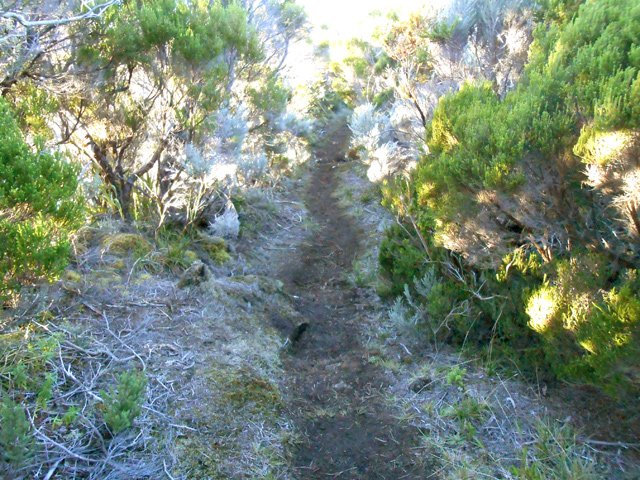 La zone est essentiellement recouverte de branles verts