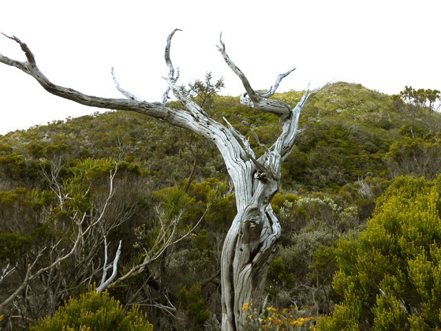 De restes d'anciens incendies et des carcasses de tamarins