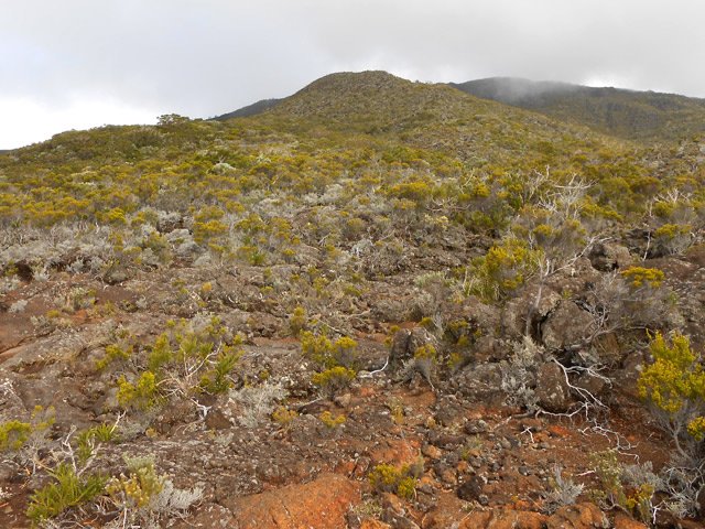 Une idée de la végétation le long de la piste