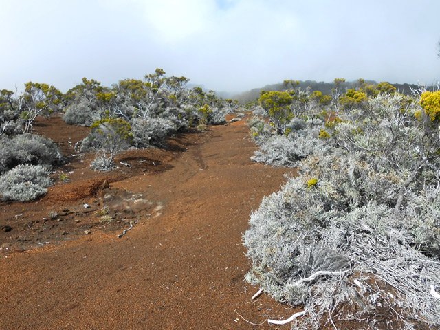 La marche s'effectue sur un terrain sableux entre les branles gris désséchés