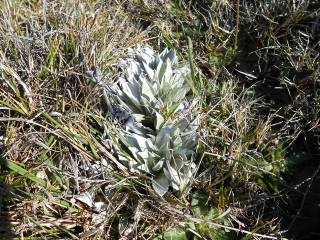 Helichrysum heliotropifolium (velours blanc) dans les herbes des prairies