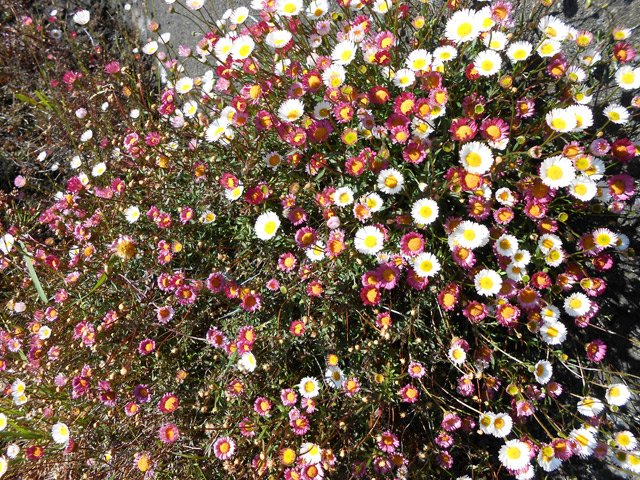 Les érigérons ou marguerites folles envahissent les fossés le long de la piste